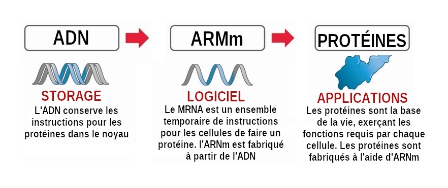 ARNm.jpg