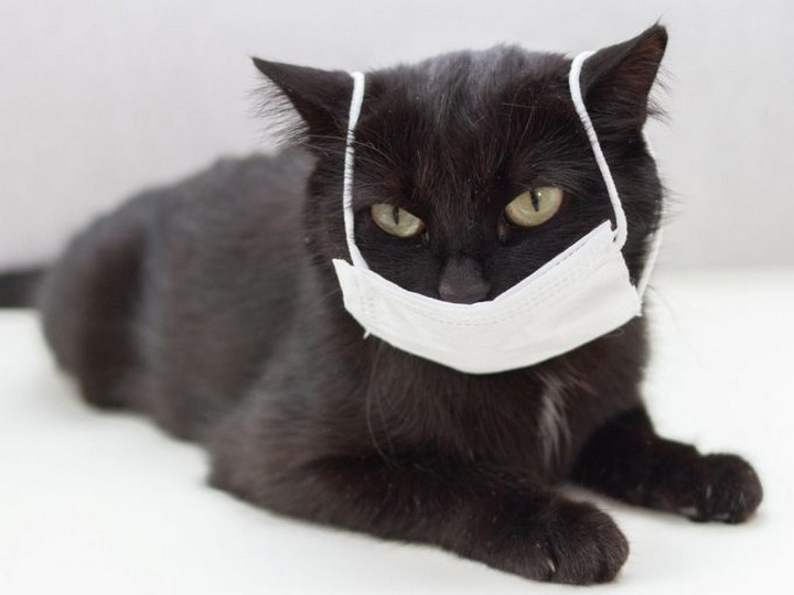 /blog/images/cat-mask